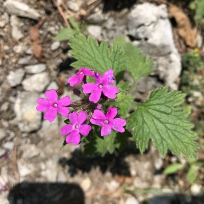 Verbena polyantha, photographed by Adriana Nelly Correa Sandoval