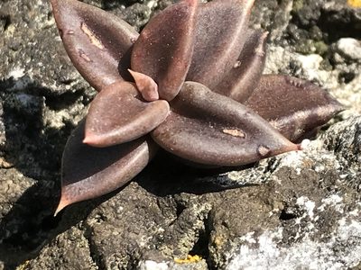 Lenophyllum acutifolium, photographed by Adriana Nelly Correa Sandoval