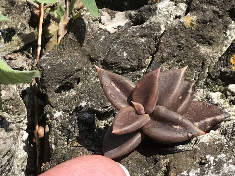Lenophyllum acutifolium, photographed by Adriana Nelly Correa Sandoval