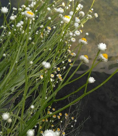 Ammobium alatum, photographed by Johannes