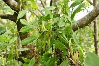 Nepenthes mirabilis, photographed by Thibaud Aronson