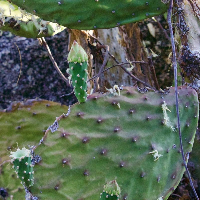 Opuntia bravoana, photographed by Bill Levine