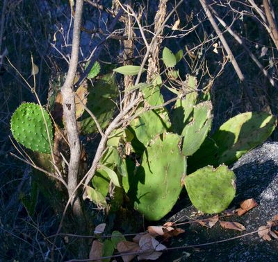 Opuntia bravoana, photographed by Bill Levine