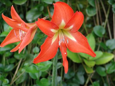 Hippeastrum reginae, photographed by drew_avery