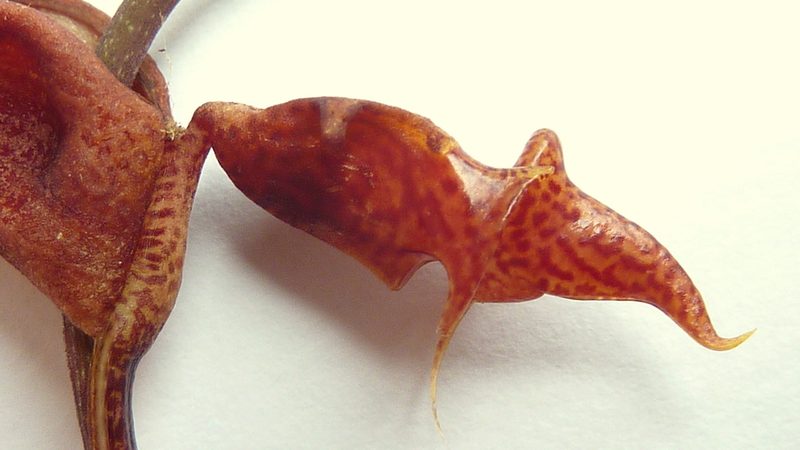 Gongora meneziana, photographed by russiannaturalistbrazil