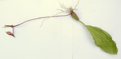Gongora meneziana, photographed by russiannaturalistbrazil