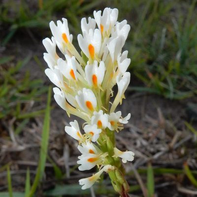 Hebenstretia integrifolia, photographed by Henry de Lange