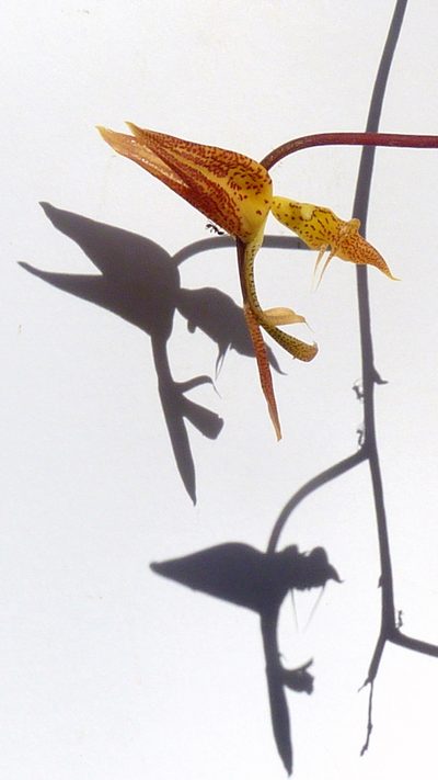 Gongora meneziana, photographed by russiannaturalistbrazil