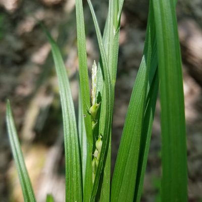 Carex hitchcockiana, photographed by Scott Ward