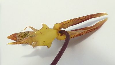 Gongora meneziana, photographed by russiannaturalistbrazil