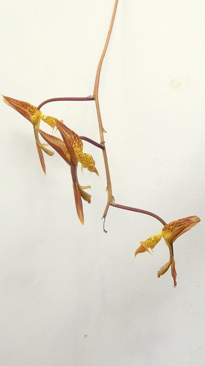 Gongora meneziana, photographed by russiannaturalistbrazil