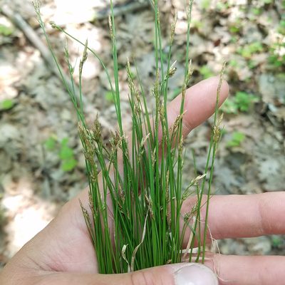 Carex albicans, photographed by Scott Ward