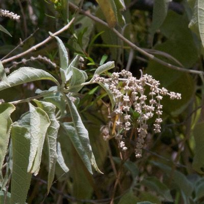 Buddleja crotonoides, photographed by Bill Levine