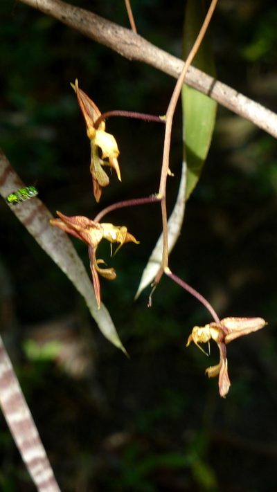 Gongora meneziana, photographed by russiannaturalistbrazil