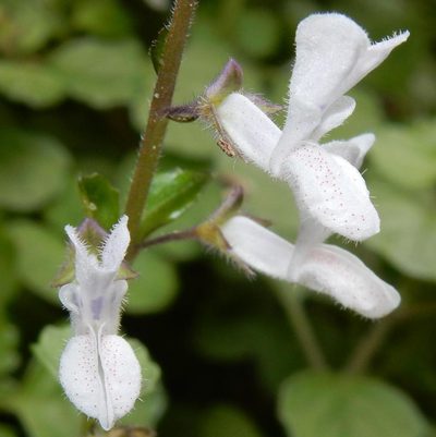 Plectranthus strigosus, photographed by Henry de Lange
