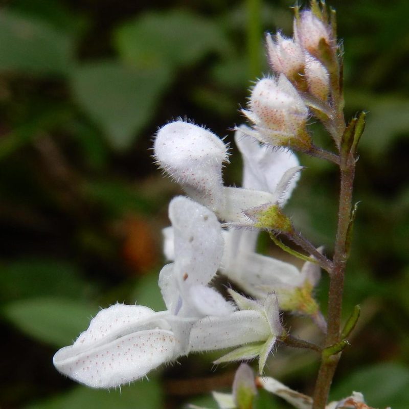 Plectranthus strigosus, photographed by Henry de Lange