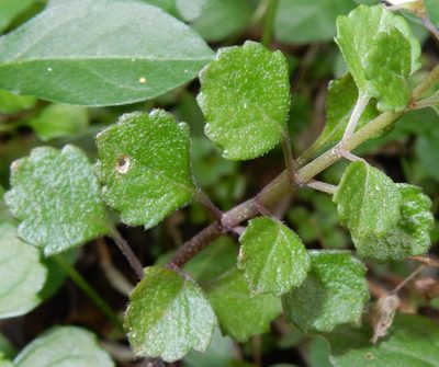 Plectranthus strigosus, photographed by Henry de Lange