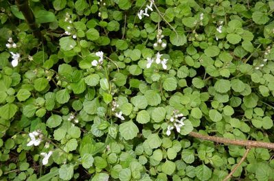 Plectranthus strigosus, photographed by Henry de Lange