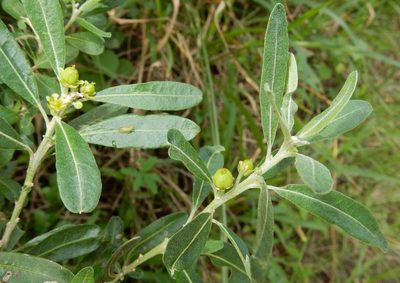 Clutia daphnoides, photographed by Henry de Lange