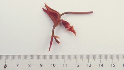 Gongora meneziana, photographed by russiannaturalistbrazil