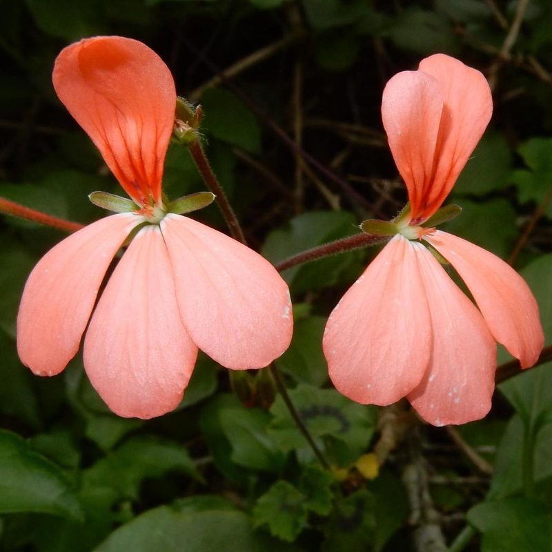 Pelargonium frutetorum, photographed by Henry de Lange
