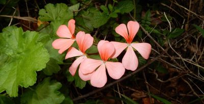Pelargonium frutetorum, photographed by Henry de Lange