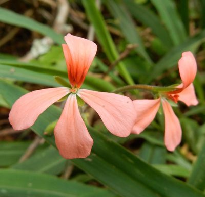 Pelargonium frutetorum, photographed by Henry de Lange