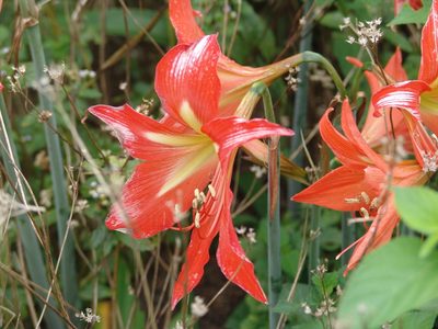 Hippeastrum reginae, photographed by drew_avery