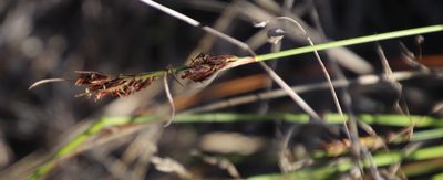 Schoenus auritus, photographed by Tony Rebelo