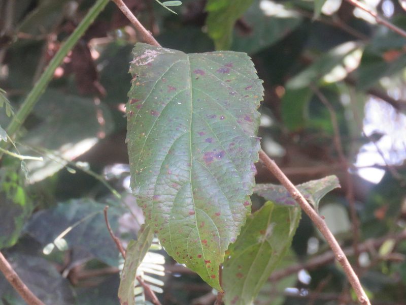 Casearia arguta, photographed by Alexis López Hernández