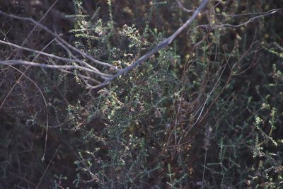 Stoebe gnaphaloides, photographed by Tony Rebelo