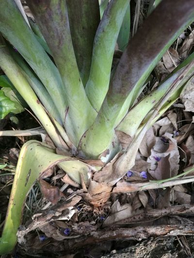 Tillandsia heterophylla, photographed by Juan Carlos Pérez Magaña