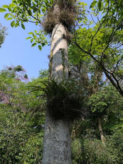 Tillandsia belloensis, photographed by Juan Carlos Pérez Magaña