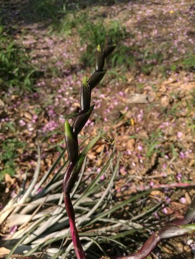 Tillandsia limbata, photographed by Juan Carlos Pérez Magaña