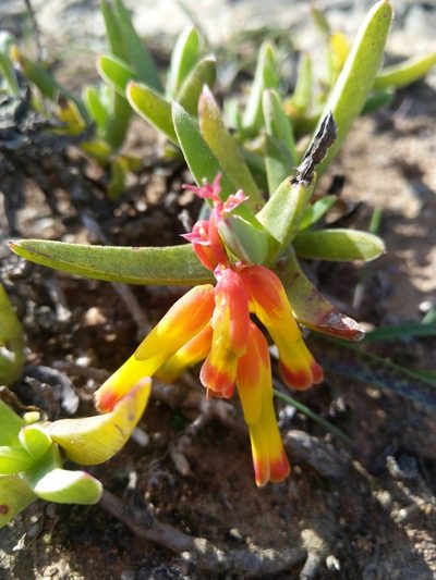 Lachenalia aloides, photographed by Jacques van der Merwe