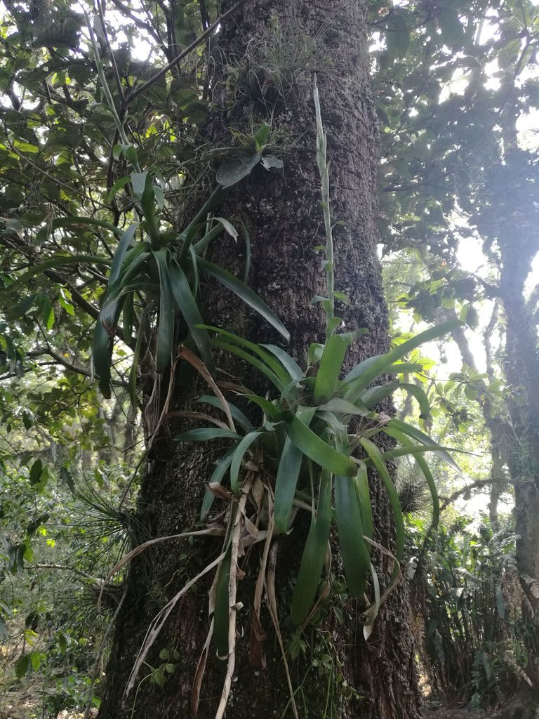 Pseudalcantarea viridiflora, photographed by Juan Carlos Pérez Magaña