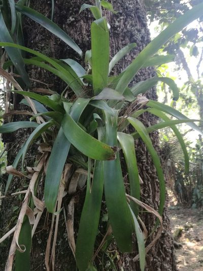 Pseudalcantarea viridiflora, photographed by Juan Carlos Pérez Magaña