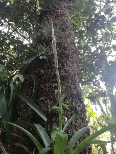 Pseudalcantarea viridiflora, photographed by Juan Carlos Pérez Magaña
