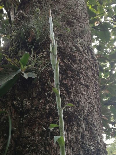 Pseudalcantarea viridiflora, photographed by Juan Carlos Pérez Magaña