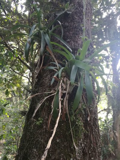 Pseudalcantarea viridiflora, photographed by Juan Carlos Pérez Magaña