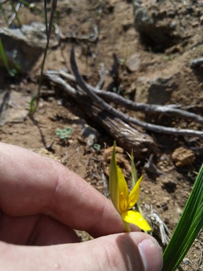 Empodium veratrifolium, photographed by Jacques van der Merwe