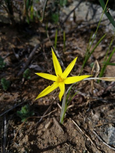 Empodium veratrifolium, photographed by Jacques van der Merwe