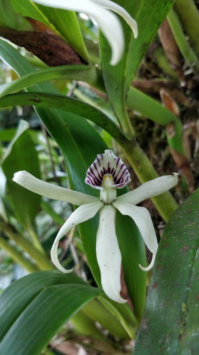 Prosthechea baculus, photographed by Guillermo Guillen