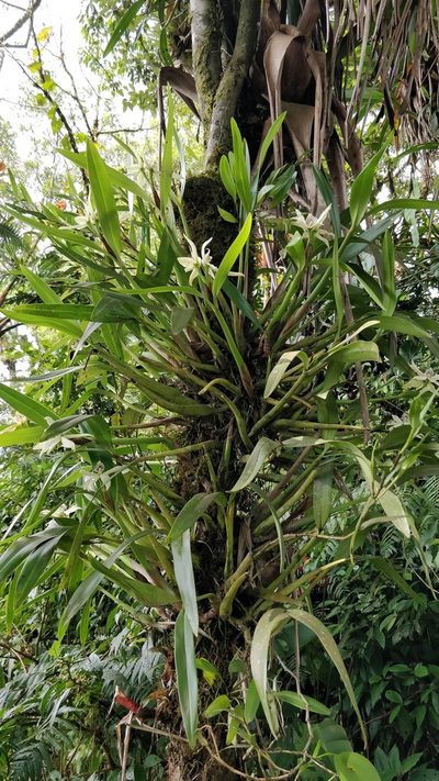 Prosthechea baculus, photographed by Guillermo Guillen