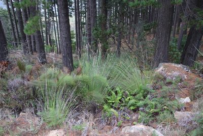 Neesenbeckia punctoria, photographed by Tony Rebelo