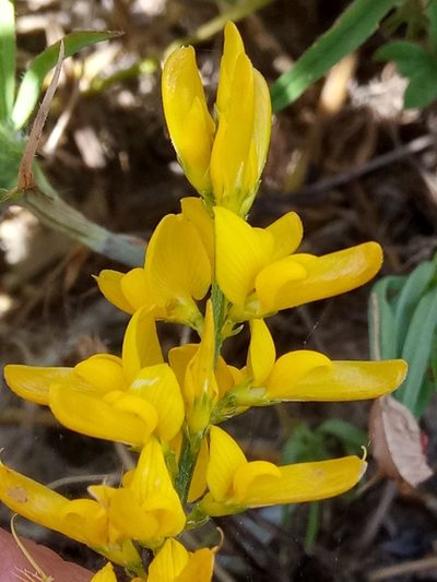 Genista tricuspidata, photographed by Karim Haddad