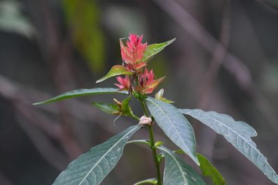 Justicia mirandae, photographed by Neptalí Ramírez Marcial