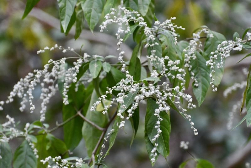 Iresine arbuscula, photographed by Neptalí Ramírez Marcial