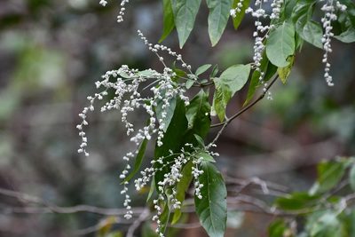 Iresine arbuscula, photographed by Neptalí Ramírez Marcial