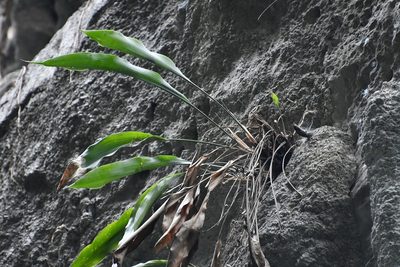 Pitcairnia chiapensis, photographed by Neptalí Ramírez Marcial
